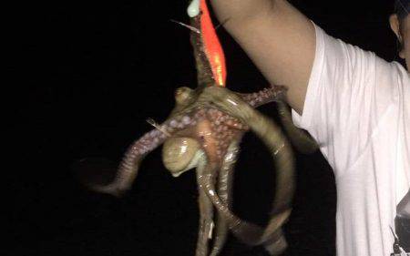 焼津港　クロダイ51㎝　その他タコ類